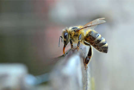 bee, insect, macro, close up, nature, drinking, wings, honey, nectar