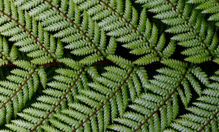 green,  ferns,  pattern,  texture,  rain,  water,  nature,  outdoors,  plants,  vegetation,  close...
