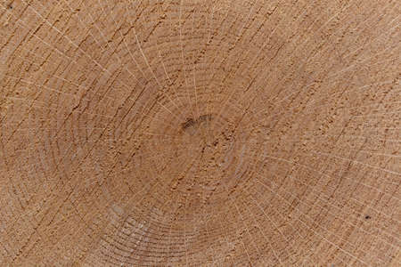 tree,  ring,  background,  closeup,  wood,  aged,  cut,  log,  texture,  wallpaper,  cracked,  old, ...