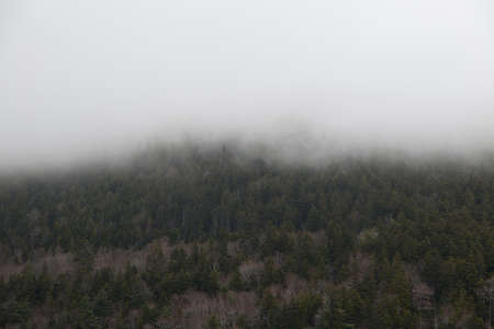 forest,  mountain,  fog,  clouds,  weather,  climate,  environment,  nature,  outdoors,  hiking, ...