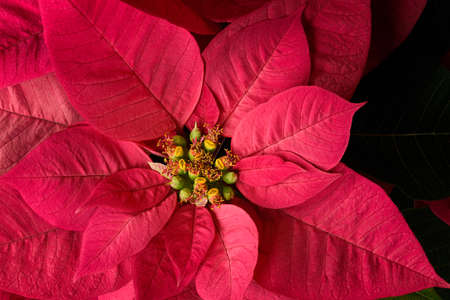 red,  leaf,  plant,  top,  garden,  botany,  vegetation,  nature,  bloom,  blossom,  fresh, ...
