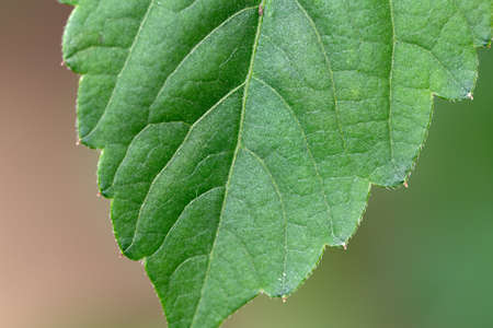 plant,  leaf,  macro,  green,   plants,   garden,   fresh,   beautiful,  organic,  outdoors, ...