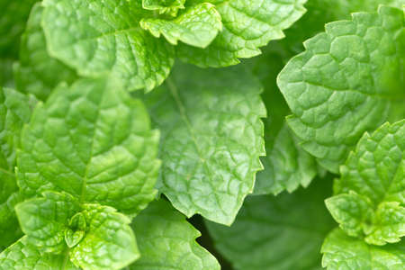macro,  plant,  leaves,  green,  background,  growth,  nature,  organic,  texture,  detail, ...