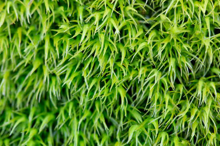 forest,  green,  macro,  plants,  background,  wallpaper,  texture,  wild,  plantlife,  nature, ...
