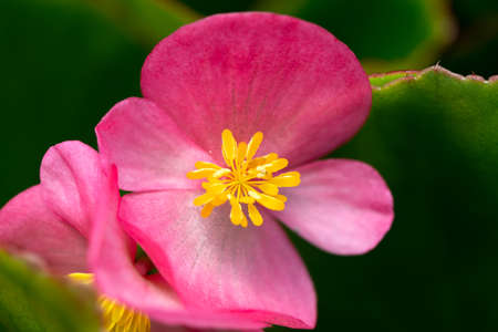 fresh,  flowers,  garden,  macro,  pink,  petals,   nature,   close up,   beautiful,   organic,  ...
