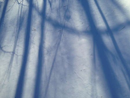 Shadows,   Snow,   Abstract,  Blue,   Branches,   Cold,   Light,   Outdoors,   Snowfall,   Texture, ...