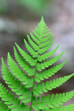 fern,  green,  background,  plant,  botany,  symmetry,  closeup,  detail,  leaf,  leaves,  natural, ...
