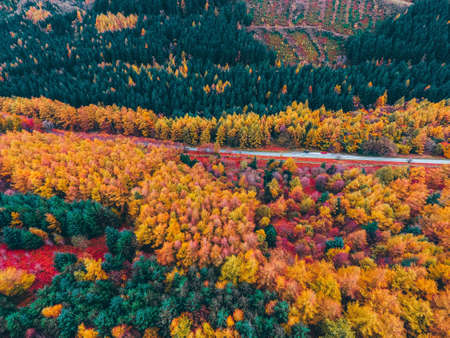foliage,  aerial,  road,  colorful,  trees,  drone,  scenic,  fall,  seasonal,  natural,  pattern, ...