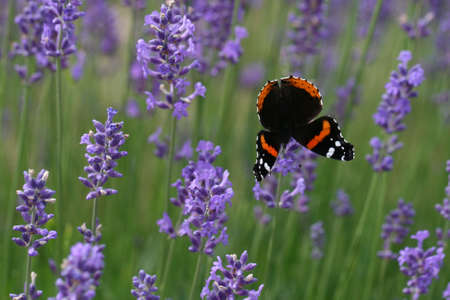 lavender,  butterfly,  flower,  bush,  field,  purple,  blooming,  blossom,  crop,  garden, ...
