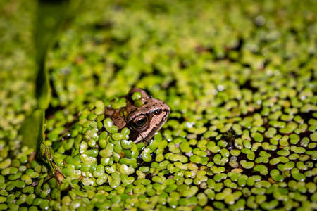 frog,   green,   wild,   nature,   eye,   ecosystem,   croak,   amphibian,   biology,   tropical,  ...