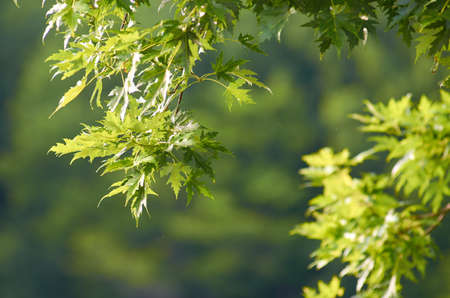 maple,  tree,  leaves,  background,  green,  branch,  sunny,  nature,  outdoors,  foliage,  bokeh, ...
