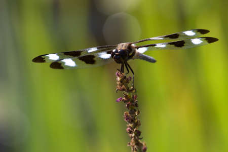 dragonfly,   close up,   nature,   insect,   animal,   bug,   wings,   detail,   natural,  ...