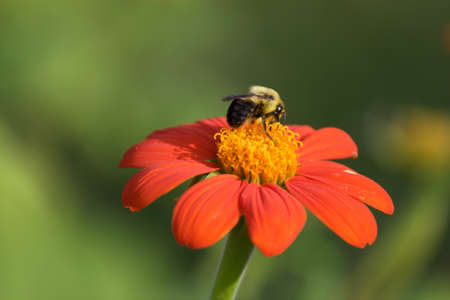 bee,   spring,   flower,   pollen,   nature,   outdoors,   organic,   natural,   garden,   fresh,  ...