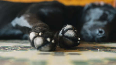 sleeping,  dog,  paws,  close up,  doggy,  canine,  indoors,  pet,  black,  happy,  lazy,  animal