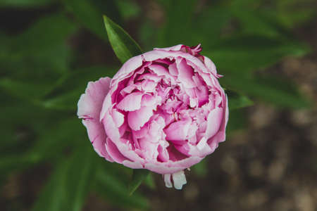 pink,   flower,   garden,   floral,   fresh,   bloom,   blossom,   nature,   spring,   botany,  ...