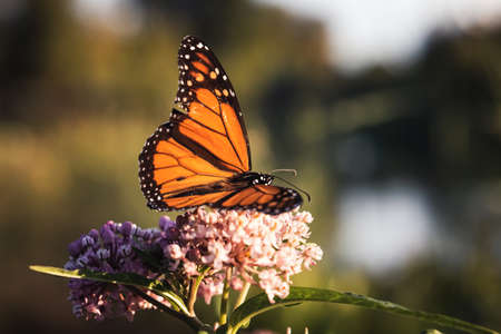 butterfly,   close up,   insect,   garden,   summer,   detail,   bug,   wings,   nature,   colorful,...