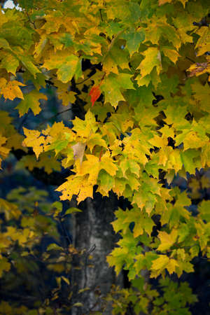 fall,  leaves,  tree,  nature,  colorful,  autumn,  foliage,  outdoors,  leaf,  season,  natural, ...