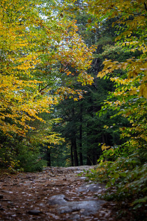 autumn,  woods,  nature,  forest,  hike,  trees,  fall,  foliage,  colorful,  path,  peaceful, ...