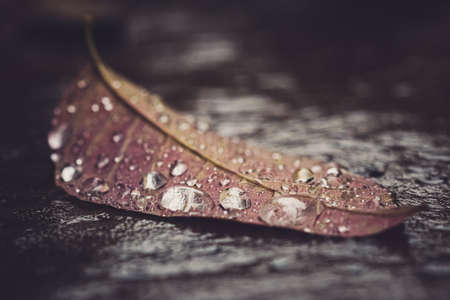 water,  leaf,  macro,  close up,  dew,   rain,   drops,   wet,   nature,   environment,   climate,  ...