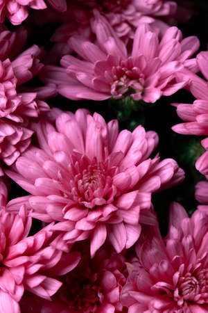 macro,   flower,   garden,   nature,   outdoors,   bloom,   blossom,   botany,   petals,   fresh,  ...