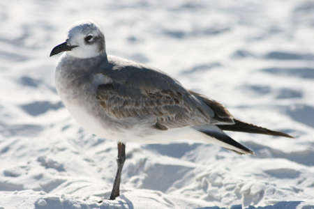 seagull,   bird,   shore,   water,   animal,   wings,   feather,   wildlife,   beak,   nature,  ...