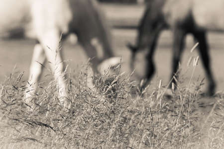 horses,  field,  background,  equine,  equestrian,  farm,  hay,  grass,  bokeh,  grazing,  eating, ...