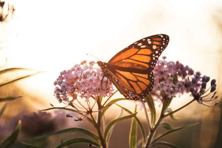 butterfly,   close up,   insect,   garden,   summer,   detail,   bug,   wings,   nature,   colorful,...