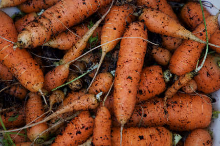 carrots,   soil,   vegetables,   dirt,   garden,   food,   earth,   organic,   raw,   gardening,  ...