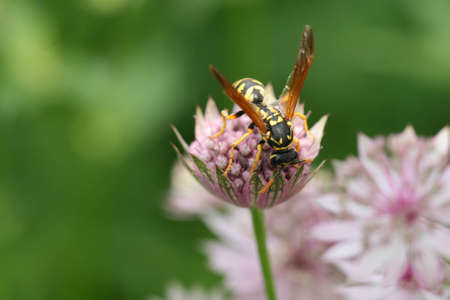 bee,  flower,  close up,  wasp,  insect,  pollen,  blossom,   spring,   nature,   outdoors,  ...