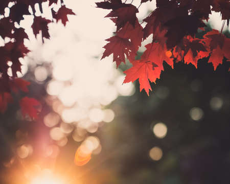 autumn,  leaves,  sunset,  scene,  forest,  leaf,  vibrant,  outdoor,  nature,  bokeh,  sunlight, ...
