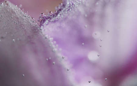 abstract,  flower,  background,  macro,  water,  bubbles,  plant,  floral,  orchid,  close up, ...