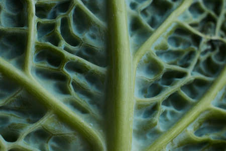 cabbage,  leaf,  macro,  background,  texture,  green,  food,  healthy,  vegetable,  close up, ...