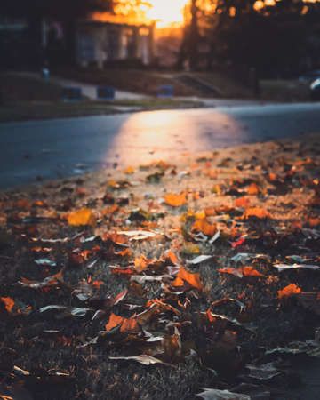 fallen,   leaves,   nature,   autumn,   fall,   street,   neighborhood,   outdoor,   house,   tree, ...