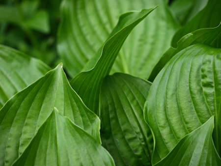 plant,   leaf,   spring,   natural,   texture,   nature,   green,   background,   growth,   flora, ...