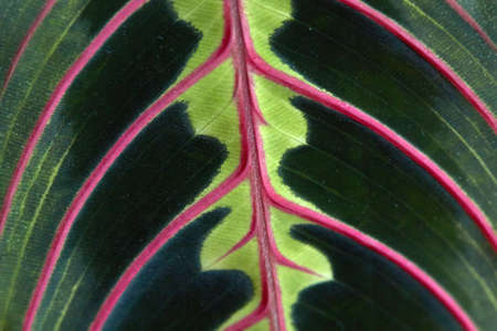 macro,  leaf,  pattern,  texture,  background,  close up,  nature,  green,  vein,  detail,  organic,...