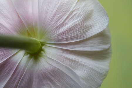 flower,   leaves,   close up,   petal,   horticulture,   plant,   botany,   natural,   texture,  ...