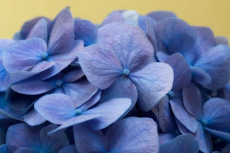 blue,   flowers,   background,   petals,   close up,   floral,   beauty,   fresh,   delicate,  ...