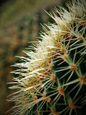 cactus,  plant,  close up,  barb,  macro,  nature,  botany,  floral,  spike,  needle,  cacti, ...