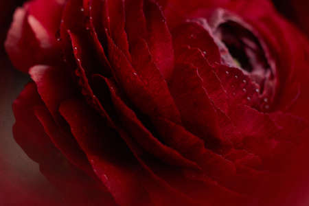 red,  flower,  background,  bloom,  close up,  blossom,  ranunculus,  detail,  natural,  plant, ...