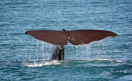 whale,  ocean,  water,  tail,  animal,  big,  sea,  headstand,  marine,  life,  wildlife,  mammal, ...