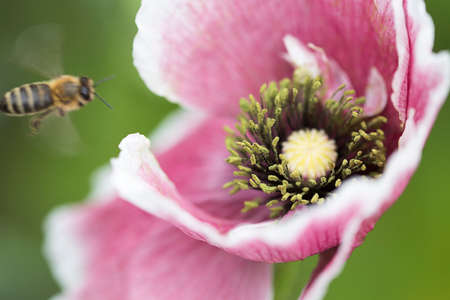 bee,   spring,   flower,   pollen,   nature,   outdoors,   organic,   natural,   wings,   garden,  ...