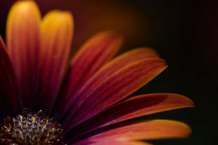 macro,  flower,  background,  floral,  close up,  petals,  colorful,  daisy,  plant,  bloom, ...