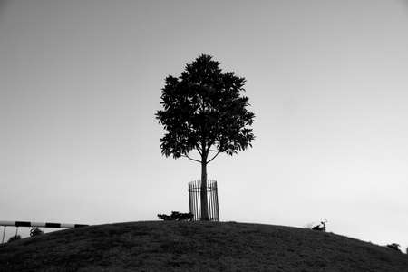 single,   tree,   nature,   sky,   branches,   horizon,   lonely,   park,   countryside,   grass,  ...