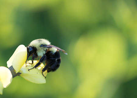 bee,   spring,   flower,   pollen,   nature,   outdoors,   organic,   natural,   wings,   hive,  ...
