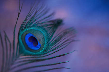 peacock,   feather,   background,   texture,   abstract,   detail,   pattern,   exotic,   animal,  ...