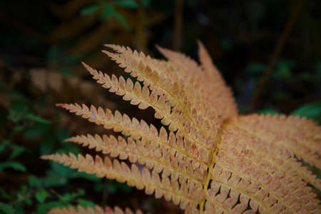 fall,  fern,  forest,   leaf,   natural,   nature,   outdoors,   plant,   foliage,   pattern,  ...