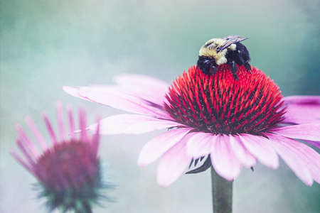 bee,   spring,   flower,   pollen,   nature,   outdoors,   wings,   garden,   bloom,   blossom,  ...