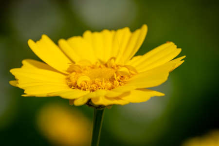 yellow,   flower,   close up,   garden,   fresh,   nature,   outdoors,   colorful,   bright,  ...