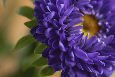 flower,  close up,  purple,  violet,  macro,  blossom,  detail,  nature,  bouquet,  background, ...