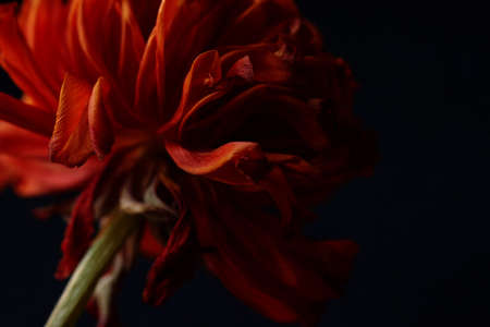 red,   flower,   background,   bloom,   close up,   blossom,   ranunculus,   detail,   natural,  ...